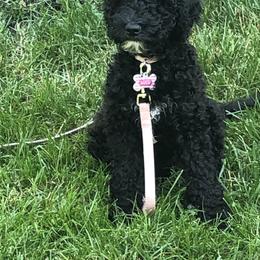 Goldendoodle Puppies from Two Ps in a Pod