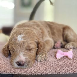 Aurora - Apricot female Goldendoodle puppy in Brooksville, Florida from Abby’s Standard Goldendoodles