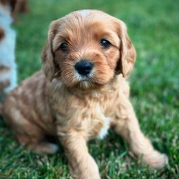 Assorted Doodle Crosses from Golden Palms Puppies