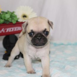 Kade - Fawn male Pug puppy in Morton, Illinois from Dream on puppies