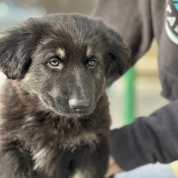 Shiloh Shepherd Puppies from Echo Shilohs