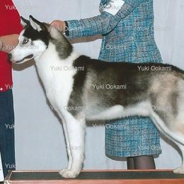 Phoenix - Siberian Husky