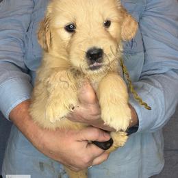 Plume (green) - Golden female Golden Retriever puppy in Argyle, Texas from Skarlotte Goldens, LLC