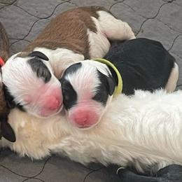Shamrock - Black and white female Sheepadoodle puppy in Rocky Point, North Carolina from CelticDoods