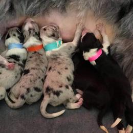 Border Collie Puppies from Old Hickle Place