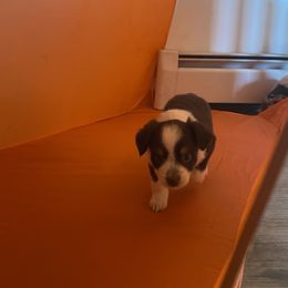 Miniature Australian Shepherd and Toy Australian Shepherd Puppies from Bar IV Aussies