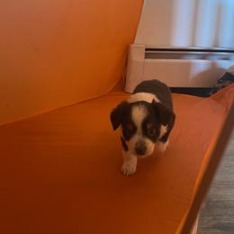 Miniature Australian Shepherd and Toy Australian Shepherd Puppies from Bar IV Aussies