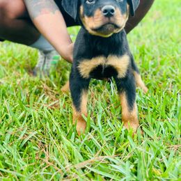 Rottweiler Puppies from Inexorable Haus Early Rotts
