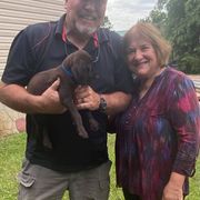 Pudelpointer Puppies from Bent Tree Pudelpointers