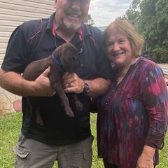Pudelpointer Puppies from Bent Tree Pudelpointers