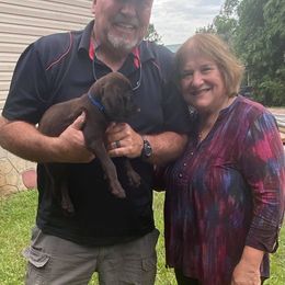 Pudelpointer Puppies from Bent Tree Pudelpointers