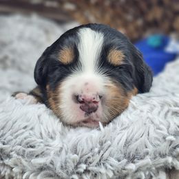 Bernedoodle, Bernese Mountain Dog, Cavapoo, Goldendoodle, and Poodle Puppies from Happy Valley Puppies