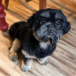 Jet - Shih Tzu