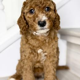 Orange - Red female Australian Labradoodle puppy in Antelope, California from Adorable Labradoodle