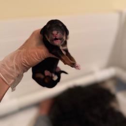 Boy dark blue - Phantom male Bernedoodle puppy in Bend, Oregon from Bella Ridge Farms & Dapper Doodles