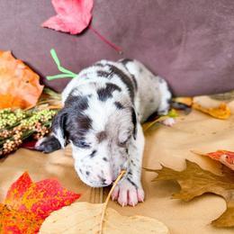 Maverick - Harlequin male Great Dane puppy in Climax, Michigan from Beaver Creek Danes