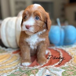 Daisy - Caramel female Australian Labradoodle puppy in Nashville, Tennessee from SF Australian Labradoodles