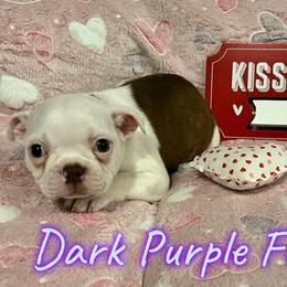 Boston Terrier Puppies from Heather's Boston Babies