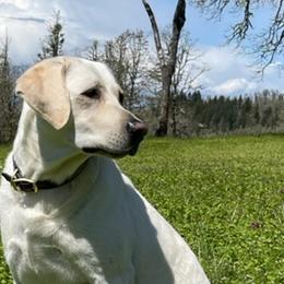 Ella - Labrador Retriever