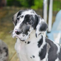 Great Dane Puppies from YK Great Danes