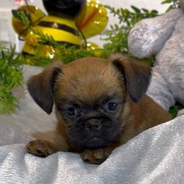 Clara - Belge female Brussels Griffon puppy in Litchfield Park, Arizona from Melody Lane Brussels Griffons