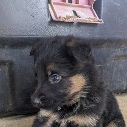 Cupid - German Shepherd puppy in Chapel Hill, Tennessee from Black Swan German Shepherd Dog