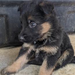 Cupid - German Shepherd puppy in Chapel Hill, Tennessee from Black Swan German Shepherd Dog