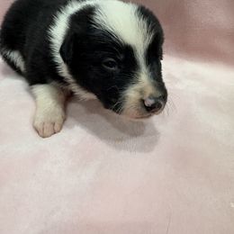 Border Collie Puppies from Vowell Farm Border Collies