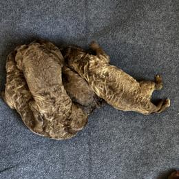 Boy 3 - male Chesapeake Bay Retriever puppy in Lake Anna, Virginia from Three Horses Chesapeakes