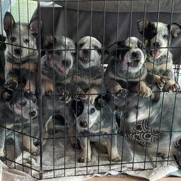 Australian Cattle Dog Puppies from Tin Roof Australian Cattle Dogs