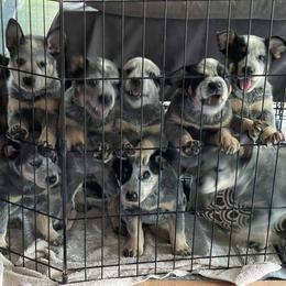 Australian Cattle Dog Puppies from Tin Roof Australian Cattle Dogs