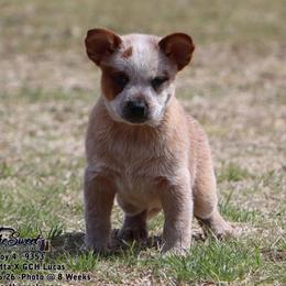 Boy 4 - Red speckled male Australian Cattle Dog puppy in Monroe, Louisiana from The Sweet Kennels