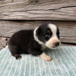 Black tri male 2 - Dilute blue male Australian Shepherd puppy in Sunbright, Tennessee from Laudrick Aussies