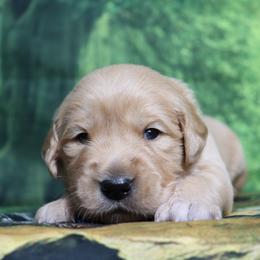 Smith teal collar - Golden male Golden Retriever puppy in Great Falls, Montana from VS Golden Fields