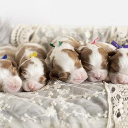Brittany and Cavalier King Charles Spaniel Puppies from Katy Cavaliers & Barefoot Days Brittanys
