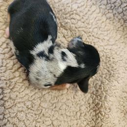 Reserved-CKC Registration - Dapple female Dachshund puppy in East Bend, North Carolina from Yadkin Valley Dachshunds