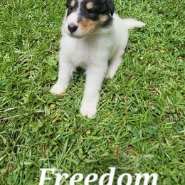 Freedom - White female Collie puppy in Buchanan, Georgia from Lacey's Lassies