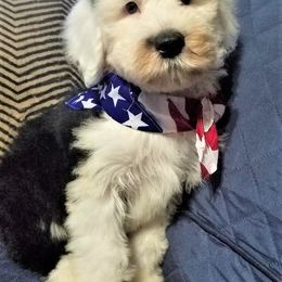 Old English Sheepdog Puppies from Wild-n-Woolly Old English Sheepdogs