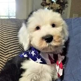 Old English Sheepdog Puppies from Wild-n-Woolly Old English Sheepdogs