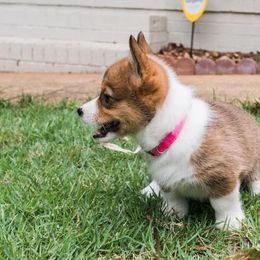 Pembroke Welsh Corgi Puppies from Southern Corgi