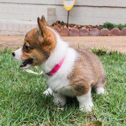 Pembroke Welsh Corgi Puppies from Southern Corgi