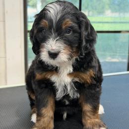 Reef - Tri-color male Bernedoodle puppy in El Campo, Texas from Little Fur Friends Bernedoodles
