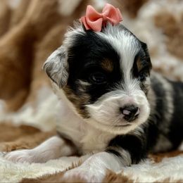 Coral col - Blue merle female Miniature Australian Shepherd puppy in 32046, Florida from River Hill Ranch
