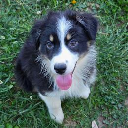 Pitaya - Black tri-color female Australian Shepherd puppy in Albany, Oregon from Red Cloud Australian Shepherds and DeGray Great Danes & Bulldogs