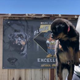 Rottweiler Puppies from Black Diamond Excellence Rottweilers