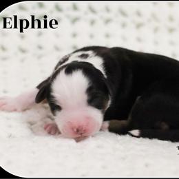 Elphie (black tri female) - Black tri female Miniature American Shepherd puppy in West Jordan, Utah from PreciousGem Miniature American Shepherds / Mini Aussies