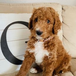Boy 6 - Red  Goldendoodle puppy in Los Alamitos, California from Given Doodles