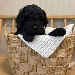 Benelli - Black male Goldendoodle puppy in Zeeland, Michigan from Dandelion Lane Doodles