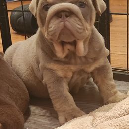 Bulldog Puppies from Rougaroux Bulldoge