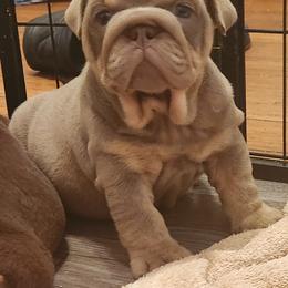 Bulldog Puppies from Rougaroux Bulldoge